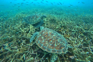 Schnorchelausflug – Ko Tao & Ko Nang Yuan