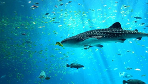 Buceo con tiburones ballena