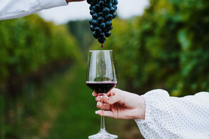 Krakow: Vineyard Tour with Wine Tasting & Dinner