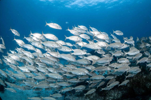 Guidad snorkeltur