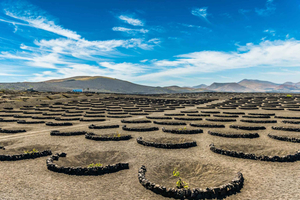 Expérience agricole à Lanzarote