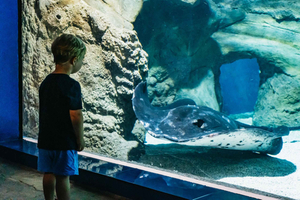 Lanzarote: Aquarium Entry Ticket