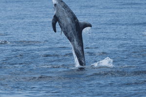 Lanzarote: Sea Safari Experience