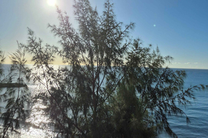 Maspalomas: Sunset Walking Tour with Lighthouse Views
