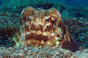 Puerto del Carmen: Try Scuba Diving for Beginners