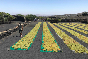 Wine and volcan private tour