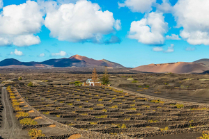 Arrecife: Timanfaya en Green Lagoon voor cruisepassagiers