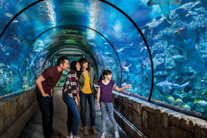 Las Vegas: Shark Reef Aquarium & VR Experience Entry Ticket