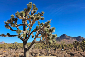 Las Vegas to Los Angeles One Way Tour via Joshua Tree NP