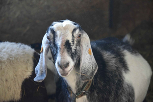 Angel Valley Farm: Lippu kapibaroille ja eläintilalle (Riian lähellä)