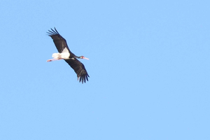 Bird Watching tour in Natural Park near Riga (Latvia)