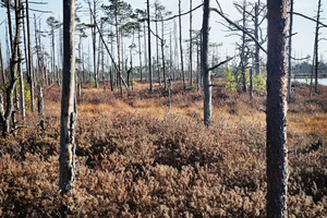 Cenas Bog trail near Riga for Nature lovers
