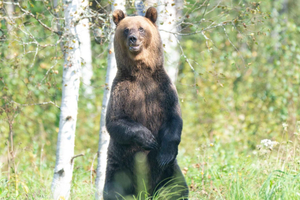 From Tallinn: 5-Day Wild Estonia Tour with Bear Watching