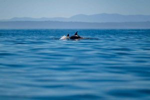 Ocean Safari with Marine Biologists