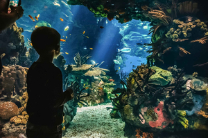 Oceanário de Lisboa Entrance Ticket