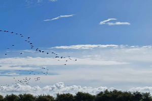 Tagus Estuary Nature Reserve Birdwatching Boat Tour