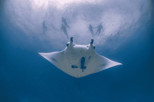 Bali: Heldags yacht- och snorklingstur till Manta Nusa Penida och Lembongan