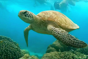 バリ島：ギリ諸島 シュノーケリング ツアー（高速ボートでの往復移動込み）