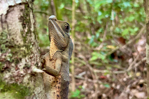 Safari por el río Bentota y bazar desde Ahungalla