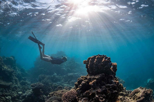 Coral Bay: Full Day Ningaloo Reef with Manta Rays Tour
