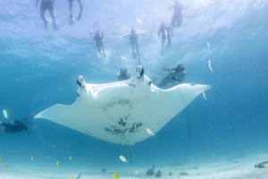 Coral Bay: Marin ekosafari - simma med mantarayor