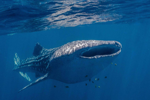 Korallbukten: Ningaloo Reef Simma och snorkla med valhajar