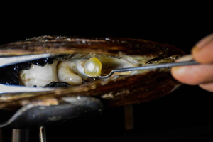 Explore Lombok’s Pearl Farm & Pearl-Making Secrets