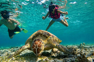 Da Lombok: snorkeling alle 3 Isole Gili con tartarughe e barriere coralline