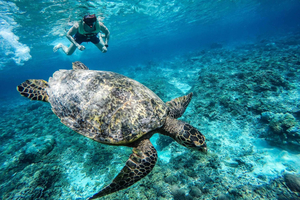 Från Lombok: Dagsutflykt med snorkling i Giliöarna