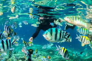 Gili Islands Lombok: 4 timmars privat snorklingsresa för grupp