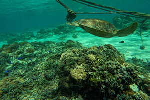 Dagsudflugt med snorkling på Gili-øerne med privat speedbåd