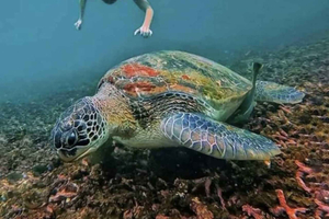 Îles Gili : sortie de snorkeling avec des tortues et des statues