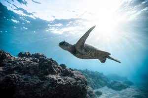 Gili Meno: Private Snorkeling Tour with Turtles & Statues