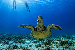 Gili Trawangan : excursion privée de snorkeling de 2 heures