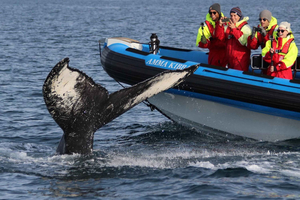 Húsavík: Original Big Whale Safari & lunnefåglar med motorbåt