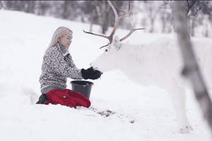 Kirkenes: Sami Experience with Reindeer Feeding