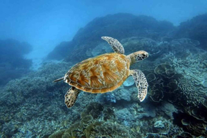 Lombok: 5 geheime Gili-Inseln, Schnorcheln mit Schildkröten & blaue Korallen