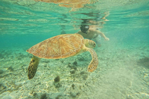 Lombok: Privat rundtur med snorkling i Giliöarna med upphämtning