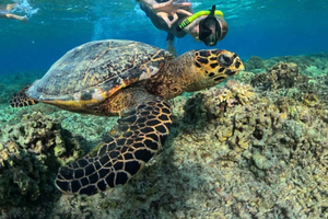 Lombok: experiencia privada de esnórquel en las islas Gili