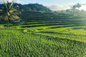 Lombok: Rice Field Terrace, Waterfalls, Culture & Tradition