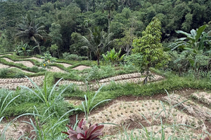 Lombok : visite à pied du village de Tetebatu