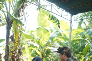 Lombok : préparation traditionnelle du café à Tetebatu