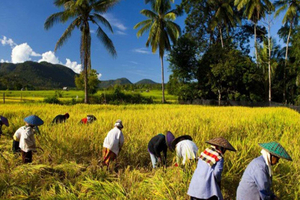 Fordyb dig i en landsby på Lombok: kultur, madlavning og dagligdag