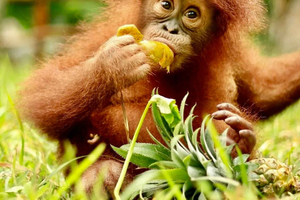Lombok: Wildlife Park e fuga al tramonto
