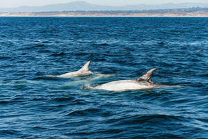 Monterey Bay: Valskådningstur