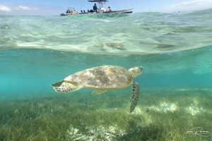 Terminal de Numea: excursión a la isla Signal y natación con tortugas