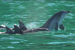 Port Stephens: Delfinsafari