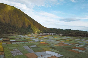 Ferme de fraises de Sembalun, colline de Selong et maison traditionnelle