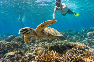Excursion snorkeling en groupe aux 3 îles Gili avec tortues et récifs