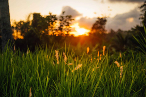 Tetebatu Day Tour: Waterfalls, Rice Fields & Local Life